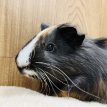 【最新画像更新！！】イケモル！？イングリッシュモルモット(男の子)
