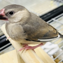 【最新画像更新！！】安定の可愛い無表情(^^♪　たまりませんっ　桜文鳥～～