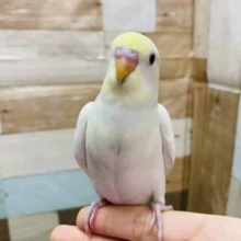 ふわっと優しいカラーのセキセイインコ！！人気のクリームやって来ました♪