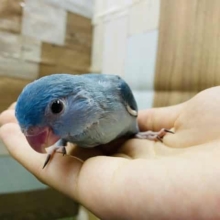 最新画像有り♪ぱっちりおめめで美人さんなマメルリハインコ女の子♪