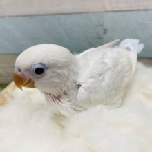 雰囲気がぽわぽわした可愛いコ！シロボタンインコのヒナ！