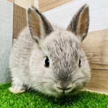 上品なカラー♡チンチラブルー☆ネザーランドドワーフラビット♪