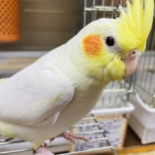 1人餌！最新画像になりますよ‼️①オカメインコ ルチノー 9月生まれ