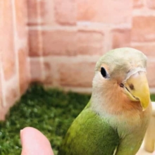 【コザクラ祭り！】コザクラインコ　ノーマル入舎です！　Ｒ４　９／９撮影