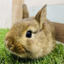 むちむちボディーがたまりません！ミニウサギのチェスナット！