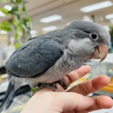 【最新画像更新です♫】☆初入舎‪☆シックなカラーのオキナインコさん(コバルト)