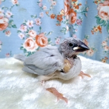 シルバー文鳥 🐦10/8