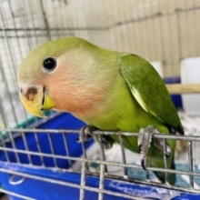 1人餌です！最新画像になりますよ‼️うるっと可愛く🌷しっかり者さん！　コザクラインコ　ノーマル
