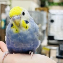 ちょっと変わったカラーの子！セキセイインコ(レインボー)