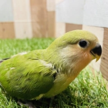 まるまる体型の大人しいコ！コザクラインコのノーマルカラー！