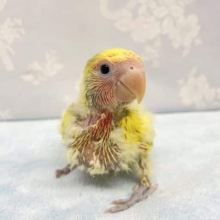 見てます❤️コザクラインコ(タイガーチェリー)  2022年9月生まれ