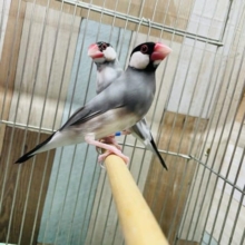 桜文鳥のペア！！