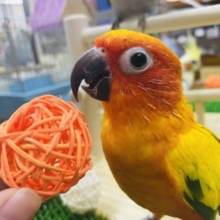 最新画像あります！！久々のーメっちゃん！こと、コガネメキシコインコ〜〜