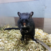 ツヤツヤなブラックさん！カラージャービルやって来ました♪