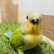 ポーズを決めてくれる可愛いコ！コザクラインコのオレンジフェイスカラー！