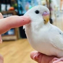 ちょっと変わったカラーです‪☆セキセイインコ(パイド)