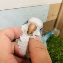 カキカキ大好き！これからの馴れが楽しみなコ！オキナインコのブルーオパーリン！