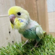 明るいグリーンの可愛いコ！セキセイインコのパステルカラーレインボー！