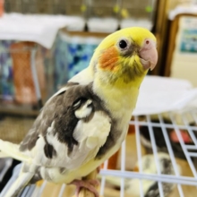 最新画像更新☆べったり♡ずんぐりなパイドのオカメインコ〜