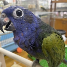 最新画像、ナデナデ動画あります！　つ、ついにやって来ました!!アケボノインコさん〜