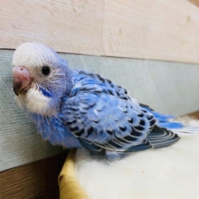 お腹が空いてカミカミ…元気いっぱいのセキセイインコオパーリンカラー！！