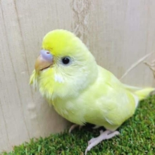 最新画像・動画になりますよ‼️クリーミーなセキセイさんはお好きですか(*´∀｀*)  セキセイインコ　クリーム