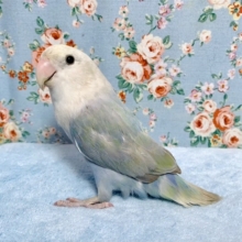 コザクラインコ  ブルーバイオレットシナモンオパーリン  💜🌿｡゜  10/22