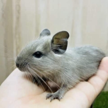 仔デグーズ‼️ テクテクデグー④ ブルー
