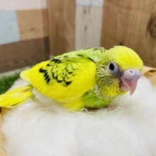 イエローが多い明るいコ！！セキセイインコのパイドカラー！