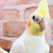 人気のオカメちゃんです　オカメインコ　ルチノー　R４　１０／１５撮影