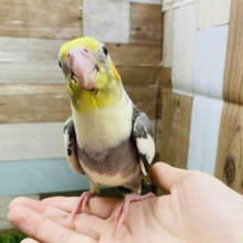 最新画像有り☆キュートなお顔がポイントです！オカメインコのパイドカラー！