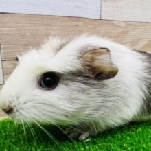きれいなカラー☆クレステッドモルモット♂