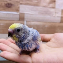 ブルー×イエローが綺麗なおっとりさん♪セキセイインコパステルレインボースパングル！