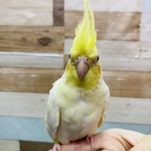 最新画像有り☆オカメインコと言えばのルチノーカラーやって来ました！