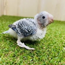 まっしろワタワタ！！うぶうぶセキセイさん！　セキセイインコ　オパーリン