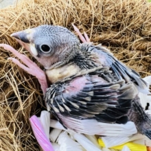 大人気の桜文鳥☆小さいよー♪