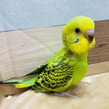 定番人気カラーのセキセイインコ☆ちょっぴり恥ずかしがり屋な子になります♪