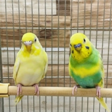 綺麗なパステル系！セキセイインコのペア！