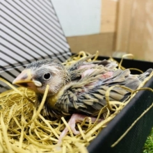 左右で違った印象？！どんな子になるのかお楽しみな桜文鳥♪