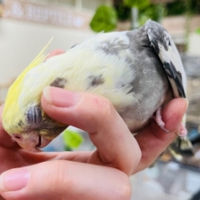 触れ合う程にハマってく。。。オカメインコ(パイド)