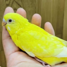 レモン！バナナ！ビタミンカラーのセキセイインコ(ルチノー)ヒナ