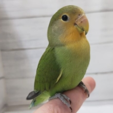 最新画像あり！　鮮やかオレンジが特徴的〜🍊　コザクラインコ(オレンジフェイス)