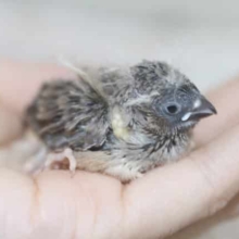 ～10月26日撮影～当店久しぶりのキンカ鳥です。