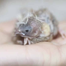 シナモンな子来ました。（キンカ鳥）