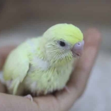 レアカラー♡セキセイインコダブルファクタークリーム