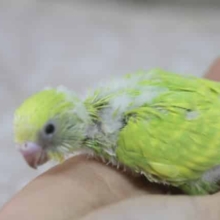 セキセイインコ♡　スパングルグリーン！