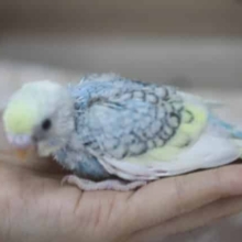 カラーのカルテット！パステル　レインボー　パイド♡セキセイインコ