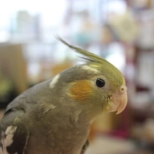 今がお迎え時です❢手乗りオカメインコ(ノーマル)