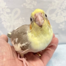 人気カラー💛オカメインコ（シナモンパイド）　2022年8月生まれ