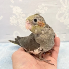 やっぱり💛オカメインコ（ノーマル）　2022年8月生まれ